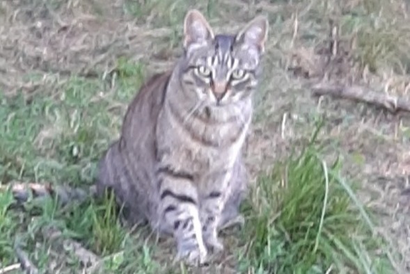 Vermisstmeldung Katze Weiblich , 6 jahre Saint-Étienne-de-Tinée Frankreich