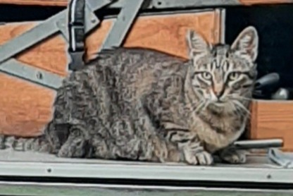 Vermisstmeldung Katze Weiblich , 6 jahre Saint-Étienne-de-Tinée Frankreich