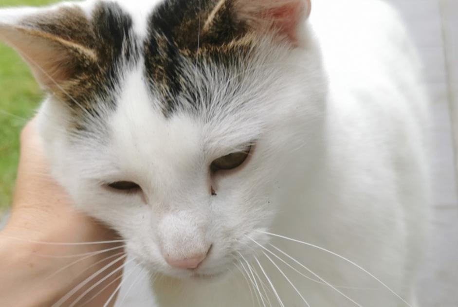 Fundmeldung Katze Unbekannt , 1 Jahr Arvillers Frankreich