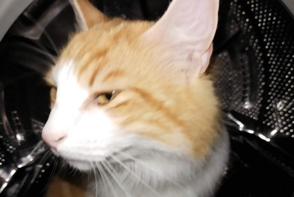 Vermisstmeldung Katze rassenmischung Weiblich , 3 jahre Saint-Cézaire-sur-Siagne Frankreich