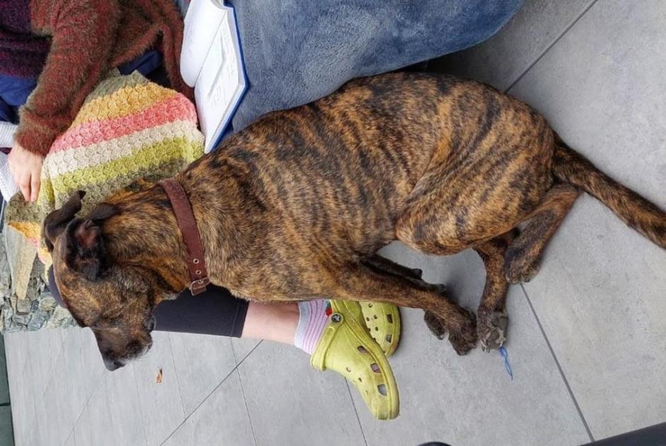 Vermisstmeldung Hund rassenmischung Weiblich , 7 jahre Bourg-Saint-Maurice Frankreich