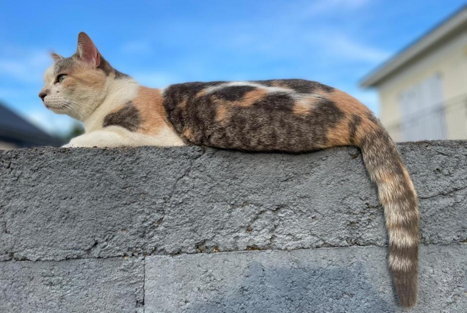 Vermisstmeldung Katze  Weiblich , 7 jahre Angers Frankreich