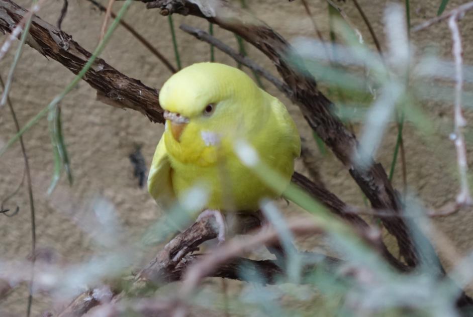 Fundmeldung Vogel Weiblich La Tour-sur-Orb Frankreich