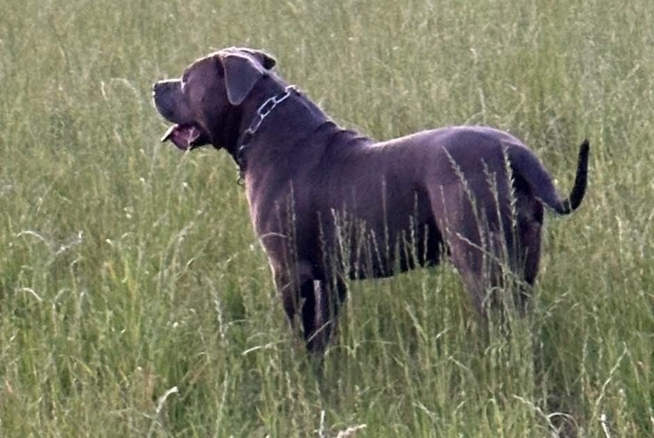 Vermisstmeldung Hund  Männliche , 2 jahre Ouzouer-sur-Trézée Frankreich