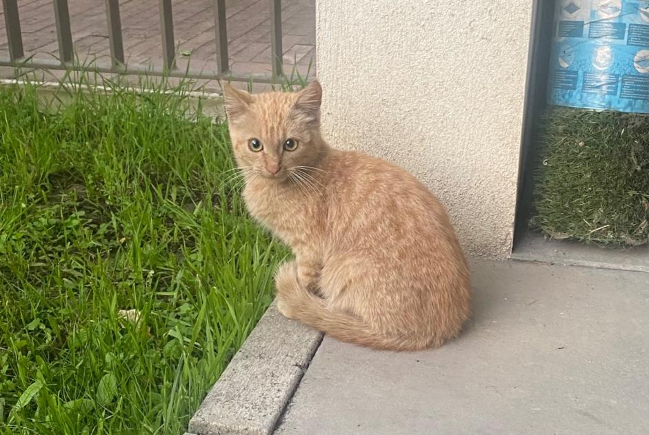 Fundmeldung Katze  Unbekannt Nantes Frankreich