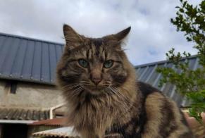 Vermisstmeldung Katze Männliche , 4 jahre Saint-Pierre-du-Regard Frankreich