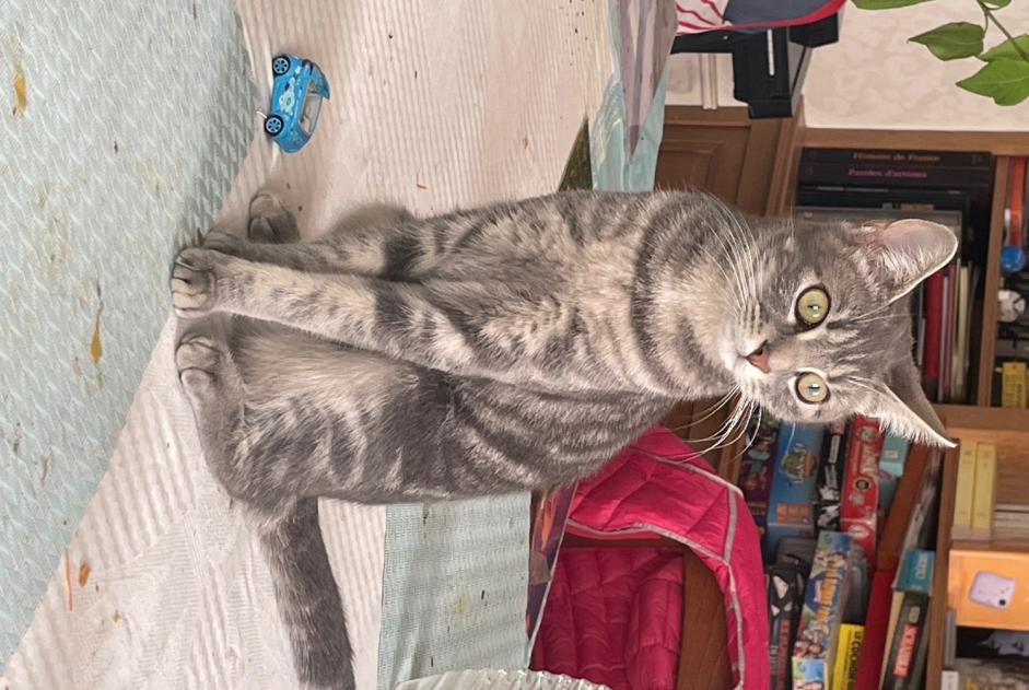 Vermisstmeldung Katze Weiblich , 1 jahre Auxerre Frankreich