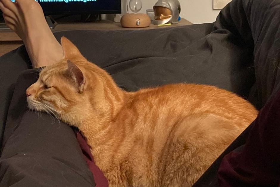 Vermisstmeldung Katze Männliche , 2 jahre Annonay Frankreich