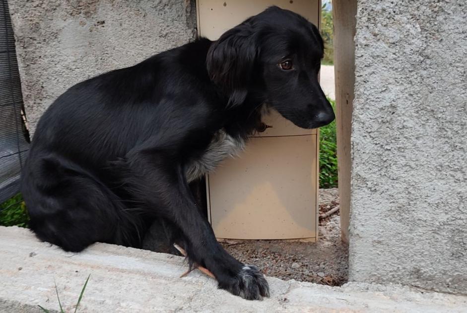 Fundmeldung Hund Weiblich Cuttoli-Corticchiato Frankreich