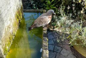 Fundmeldung Vogel Unbekannt Maurepas Frankreich