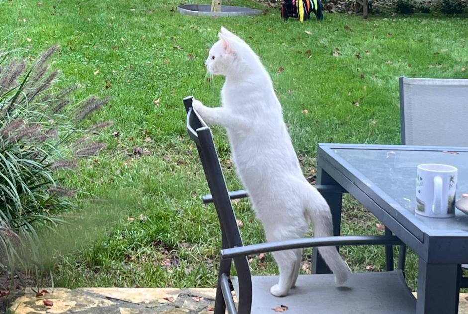 Vermisstmeldung Katze rassenmischung Männliche , 0 jahre Frémainville Frankreich