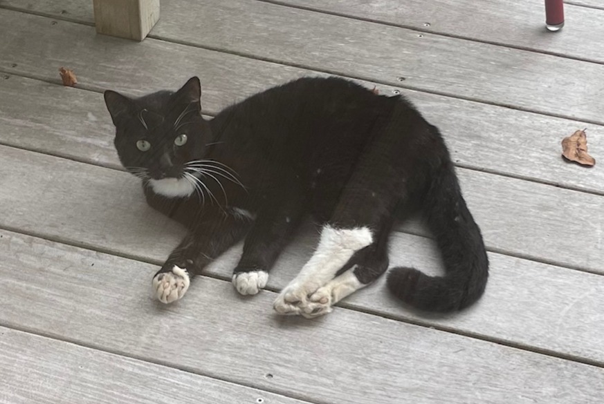 Fundmeldung Katze Unbekannt Arcachon Frankreich