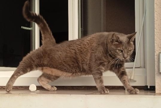 Vermisstmeldung Katze Weiblich , 9 jahre Daglan Frankreich