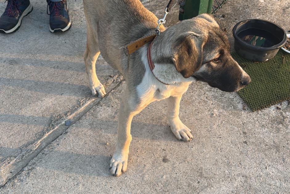 Fundmeldung Hund Weiblich Épinouze Frankreich