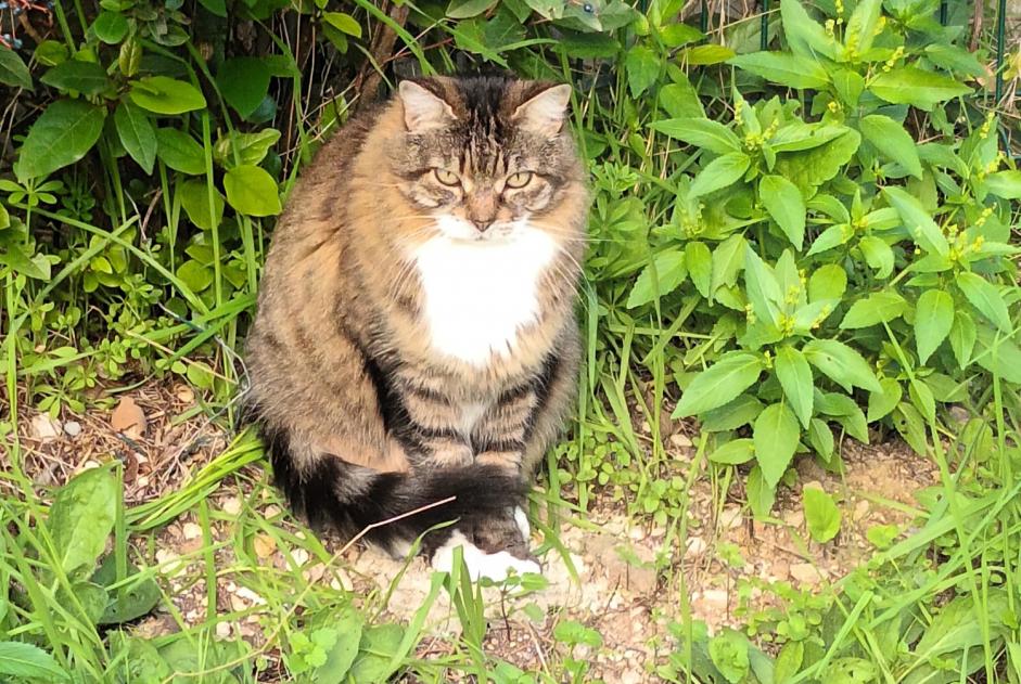 Fundmeldung Katze Unbekannt Marseille Frankreich