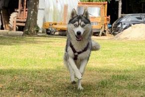 Vermisstmeldung Hund  Weiblich , 1 jahre Le Passage Frankreich