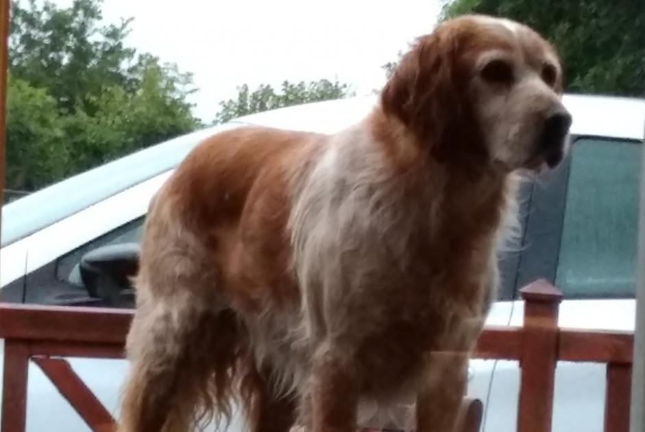 Vermisstmeldung Hund  Männliche , 11 jahre Muneville-le-Bingard Frankreich