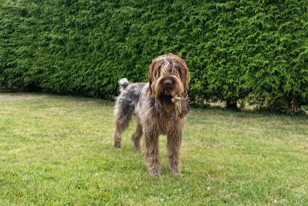 Vermisstmeldung Hund  Männliche , 1 jahre Saint-Paul-du-Vernay Frankreich