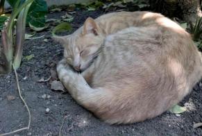 Vermisstmeldung Katze Männliche , 6 jahre Bor-et-Bar Frankreich