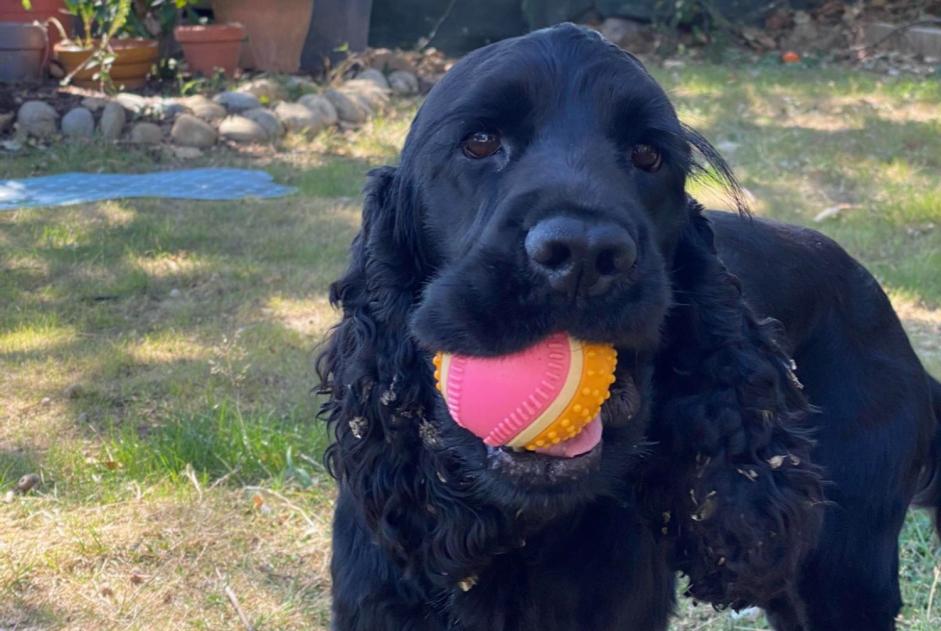 Vermisstmeldung Hund  Männliche , 4 jahre Seysses Frankreich