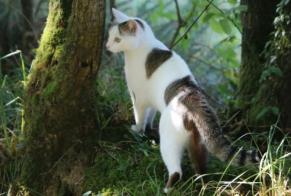 Vermisstmeldung Katze Weiblich , 4 jahre Uzel Frankreich