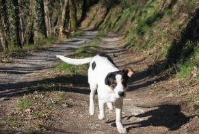 Vermisstmeldung Hund rassenmischung Männliche , 8 jahre Pampelonne Frankreich