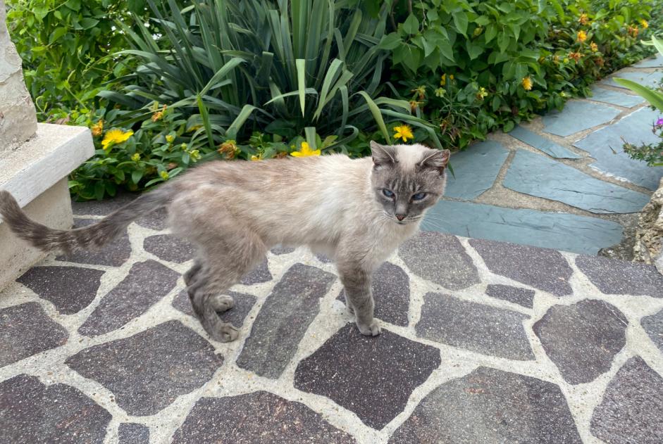 Fundmeldung Katze  Unbekannt Le Plessis-Robinson Frankreich