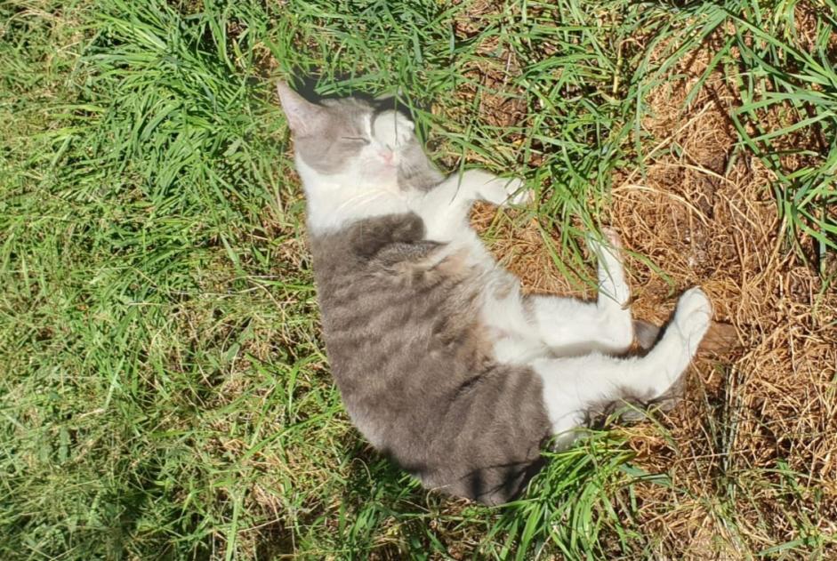 Vermisstmeldung Katze Weiblich , 15 jahre Gradignan Frankreich