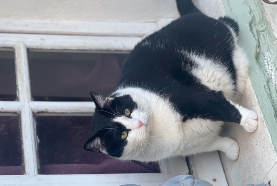 Vermisstmeldung Katze Weiblich , 55 jahre Saint-Julien-les-Rosiers Frankreich