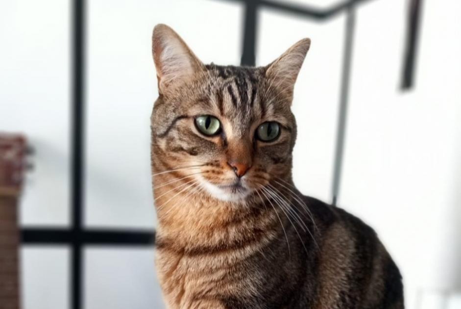 Vermisstmeldung Katze rassenmischung Männliche , 6 jahre Rennes Frankreich