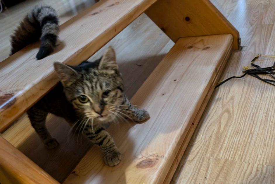 Fundmeldung Katze  Unbekannt , Zwischen 4 und 6 Monaten Tourcoing Frankreich