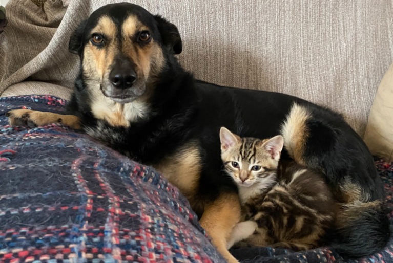 Vermisstmeldung Hund Weiblich , 9 jahre Gif-sur-Yvette Frankreich