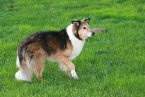 Vermisstmeldung Hund rassenmischung Weiblich , 15 jahre Colombier Frankreich