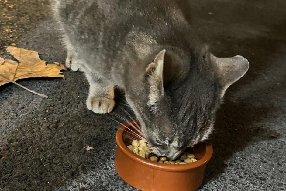 Fundmeldung Katze Weiblich Annecy Frankreich