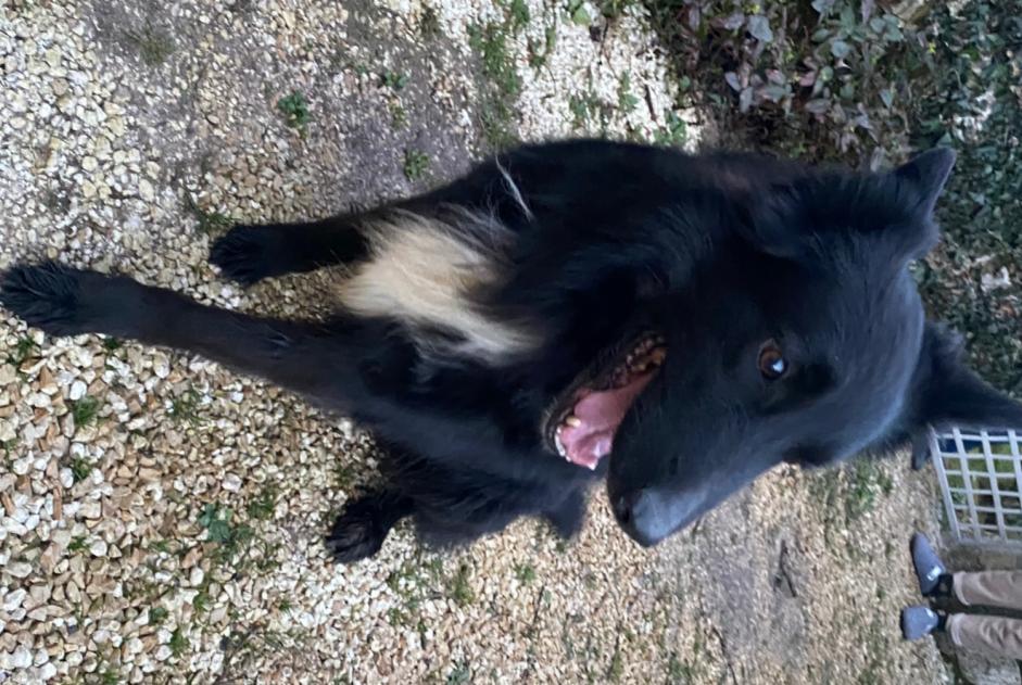 Fundmeldung Hund rassenmischung Männliche Taponnat-Fleurignac Frankreich