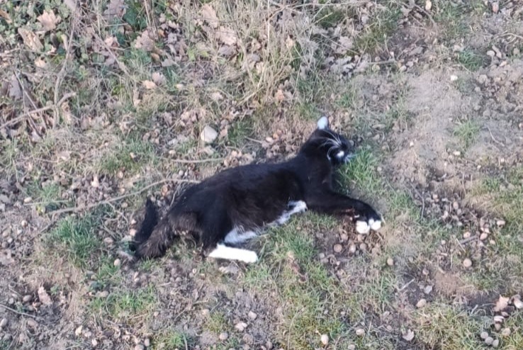 Fundmeldung Katze Unbekannt , 1 Jahr Décines-Charpieu Frankreich