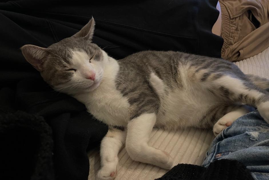 Vermisstmeldung Katze Männliche , 3 jahre Lausanne Schweiz