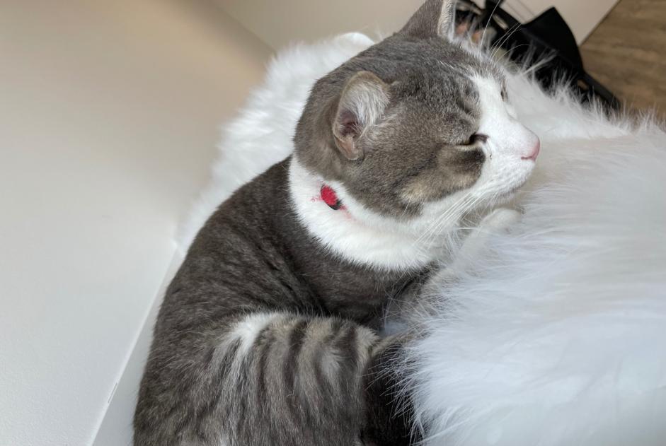 Vermisstmeldung Katze Männliche , 3 jahre Lausanne Schweiz