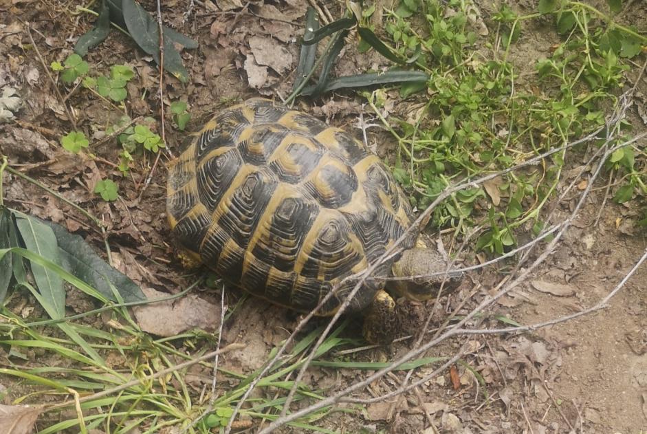 Fundmeldung Schildkröte Unbekannt Alès Frankreich