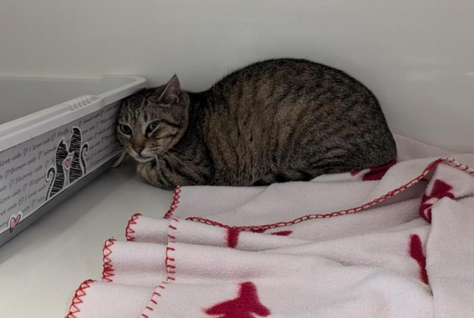 Fundmeldung Katze  Unbekannt Vitré Frankreich