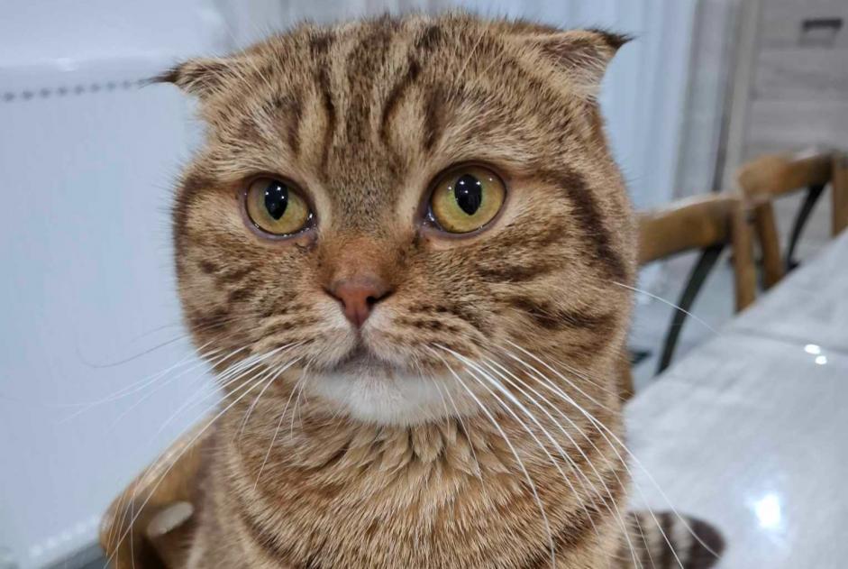 Vermisstmeldung Katze  Männliche , 2 jahre Terville Frankreich