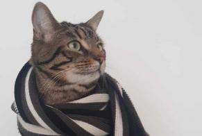 Vermisstmeldung Katze Männliche , 6 jahre Vallet Frankreich