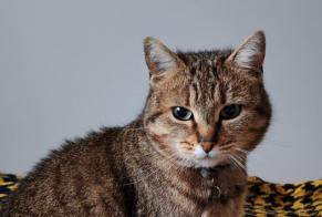 Vermisstmeldung Katze Weiblich , 5 jahre Louey Frankreich