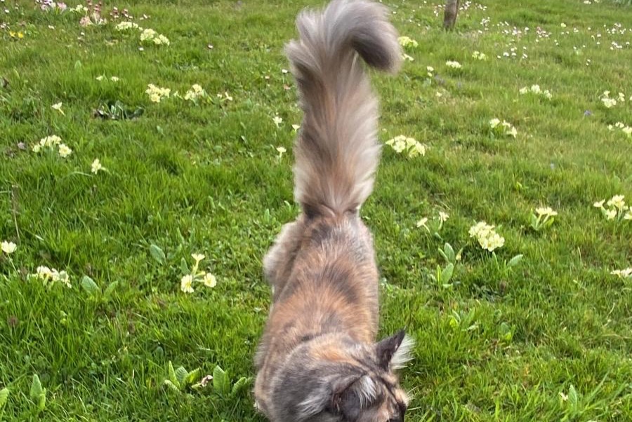 Vermisstmeldung Katze rassenmischung Weiblich , 1 jahre Cheseaux-sur-Lausanne Schweiz