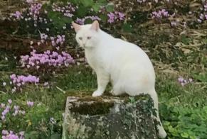 Vermisstmeldung Katze Männliche , 10 jahre Soyaux Frankreich