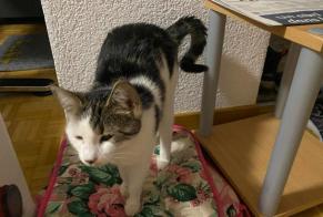 Vermisstmeldung Katze Weiblich , 1 jahre Courtelary Schweiz
