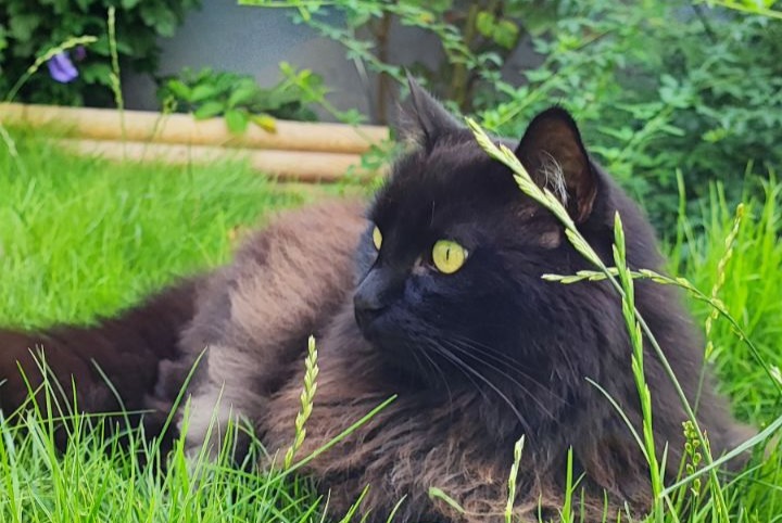 Vermisstmeldung Katze rassenmischung Männliche , 12 jahre Schiltigheim Frankreich
