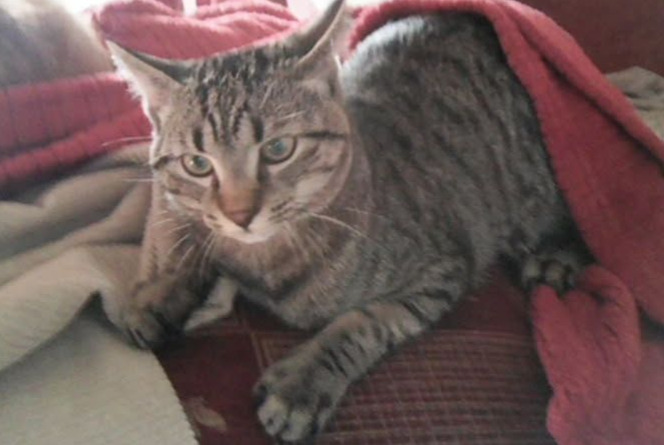 Vermisstmeldung Katze rassenmischung Männliche , 1 jahre Saint-Jean-Kourtzerode Frankreich