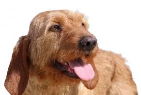 Vermisstmeldung Hund rassenmischung Männliche , 2025 jahre Barcugnan Frankreich