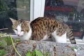 Fundmeldung Katze Unbekannt Moutier Schweiz